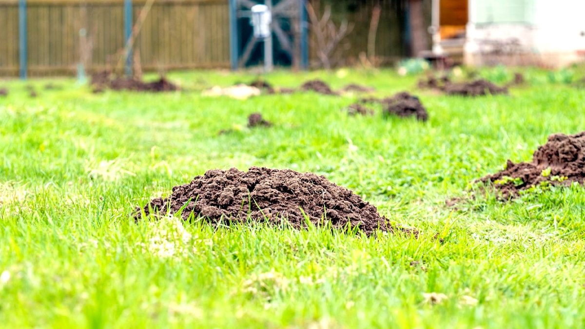 Taupes au jardin : et si une simple fleur pouvait les faire fuir pour de bon ?