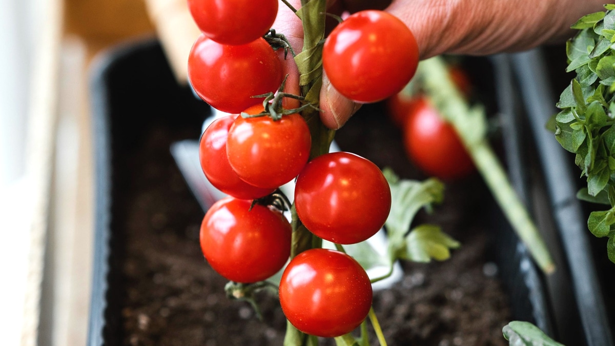 Comment multiplier vos plants de tomates gratuitement grâce à une vieille astuce avec les gourmands