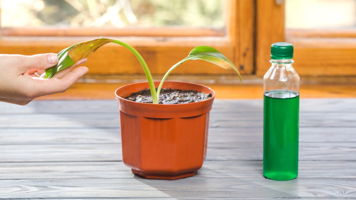 Cette technique japonaise méconnue fait pousser des plantes même sur un sol sec et stérile