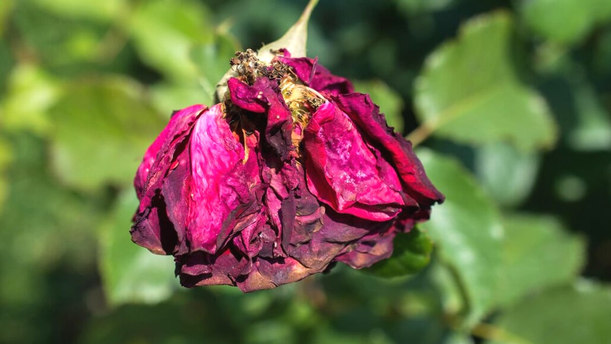 Ce que signifient vraiment les inquiétantes taches sur les rosiers … et comment les faire disparaître naturellement