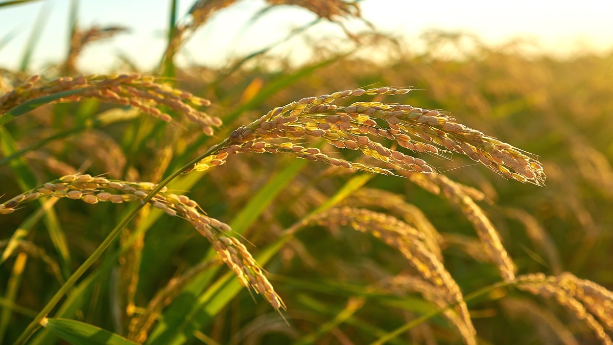 6 conseils pour suivre les tendances mondiales en agriculture : restez à la pointe du progrès