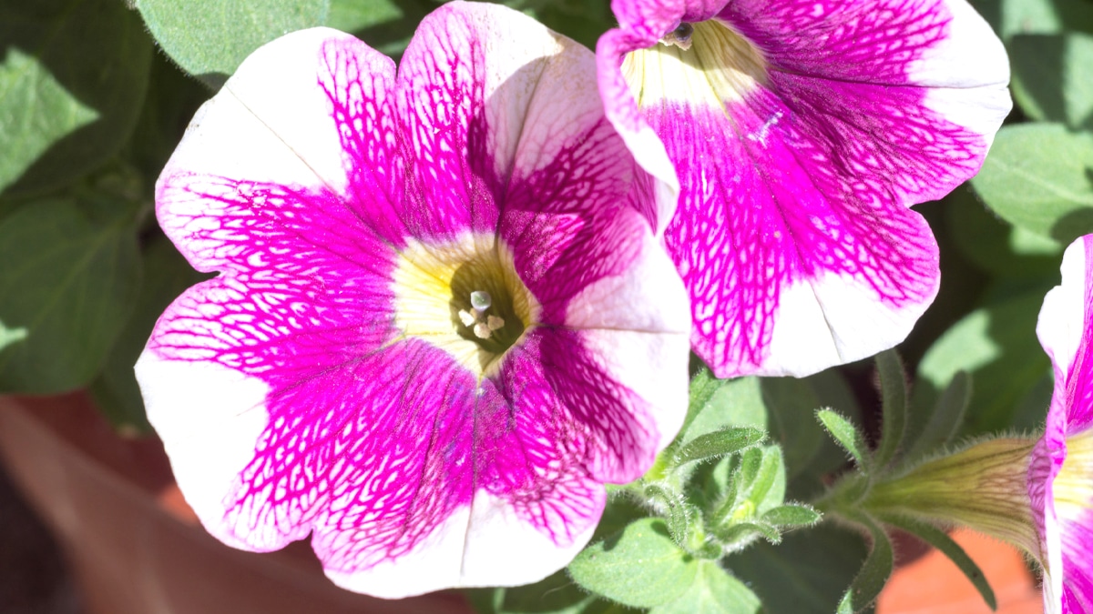 Ce “mini-pétunia” méconnu fleurit plus que les autres… et sans effort