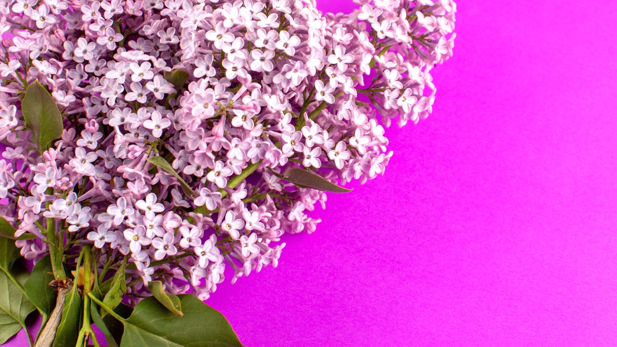 Ces lilas nains attirent papillons et oiseaux : découvrez comment les cultiver sur votre balcon