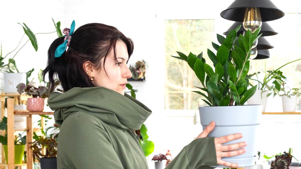Protégez vos plantes d’intérieur cet été : découvrez des astuces efficaces et faciles à appliquer !
