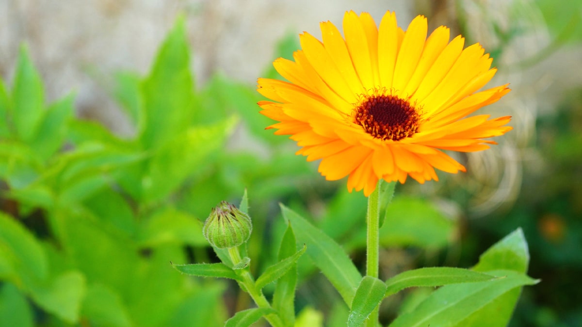 Calendula au potager : la fleur anti-pucerons qui réduit les nuisibles jusqu’à 24 fois selon une étude