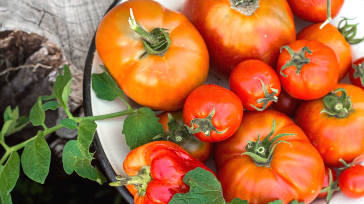 Tomates maison même en décembre ? La variété « Madagascar » le permet si vous semez en mai