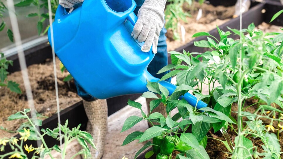 Arrosage des tomates : 6 conseils essentiels pour des plantes en pleine forme et de nombreux fruits !