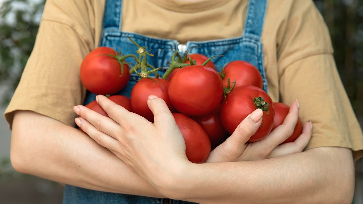 Cette astuce à 0 € rend vos plants de tomates plus robustes selon un maraîcher bio