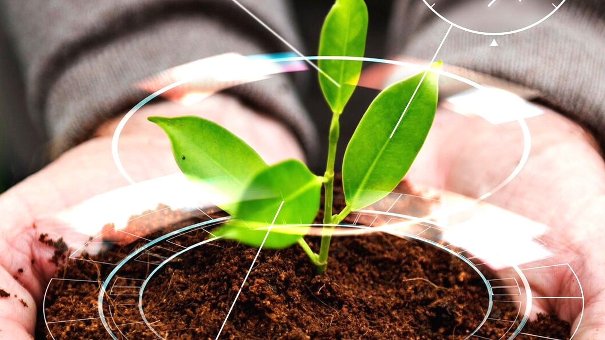 Ce simple geste de plantation augmente de 30 % la floraison des géraniums selon un horticulteur