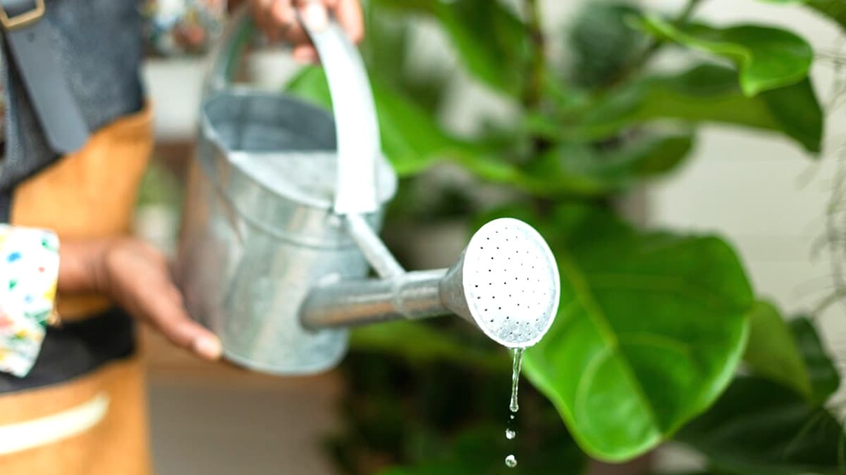 Cette plante ultra résistante séduit les jardiniers des zones arides : zéro arrosage nécessaire