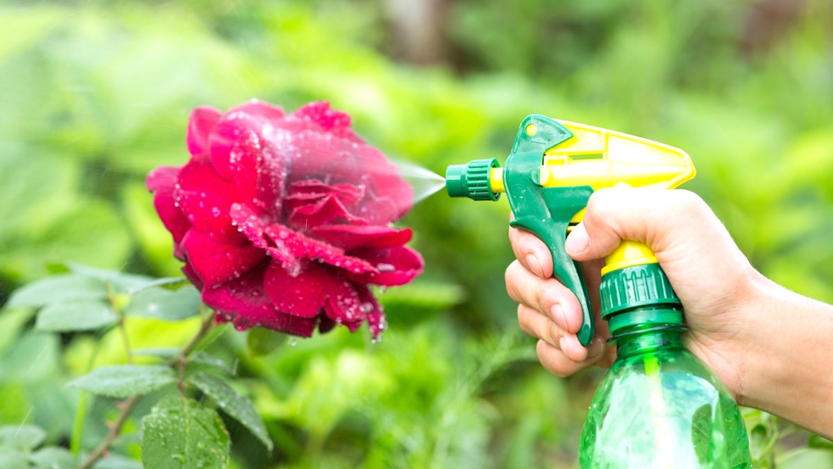 Ne pulvérisez rien sur vos rosiers avant d’avoir essayé cette astuce de grand-mère contre les pucerons : naturelle, simple et redoutable