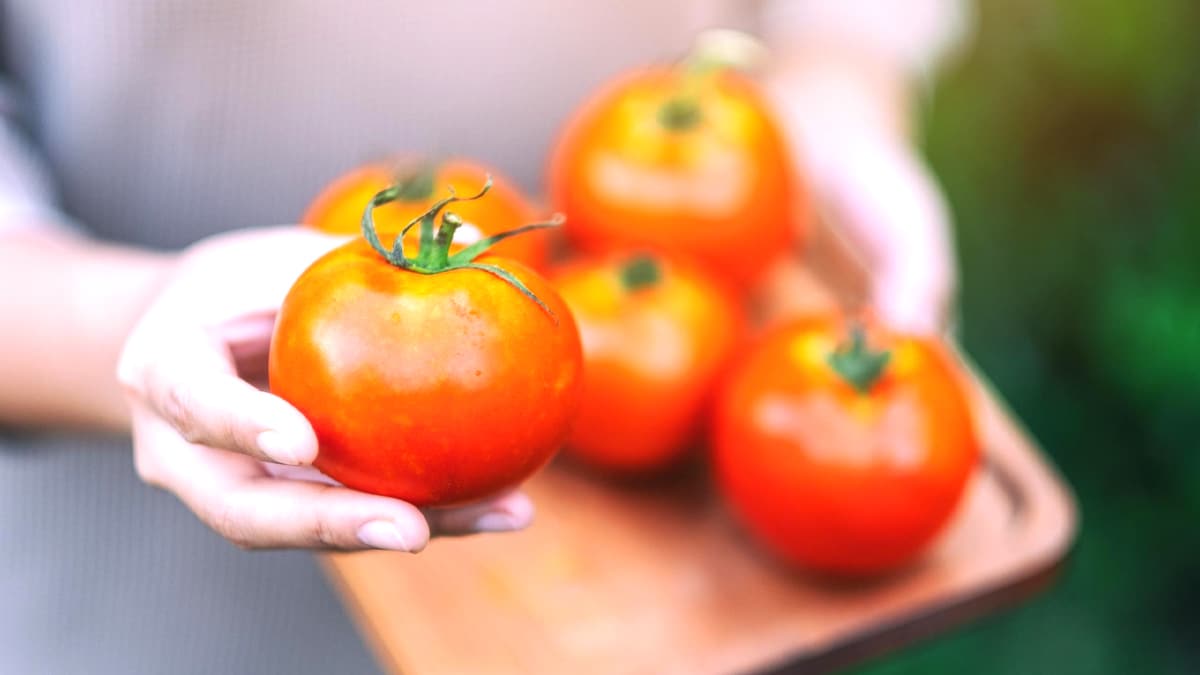 Tomates : cette astuce méconnue à base de lait fait des merveilles au potager « je ne pensais pas que ça marcherait… mais mes plants n’ont jamais autant donné » affirme un jardinier bluffé