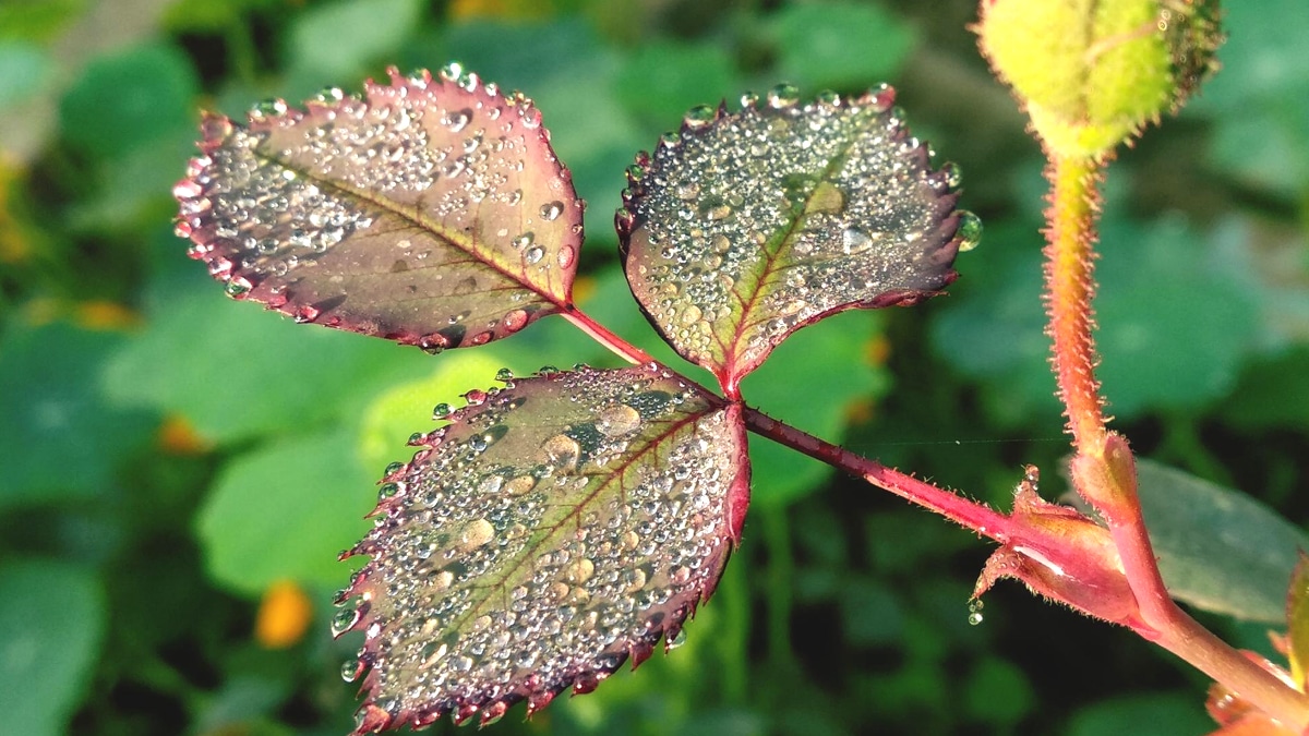 Comment se débarrasser des pucerons sur les rosiers avec une méthode naturelle et efficace ? Voici l’astuce qui change tout