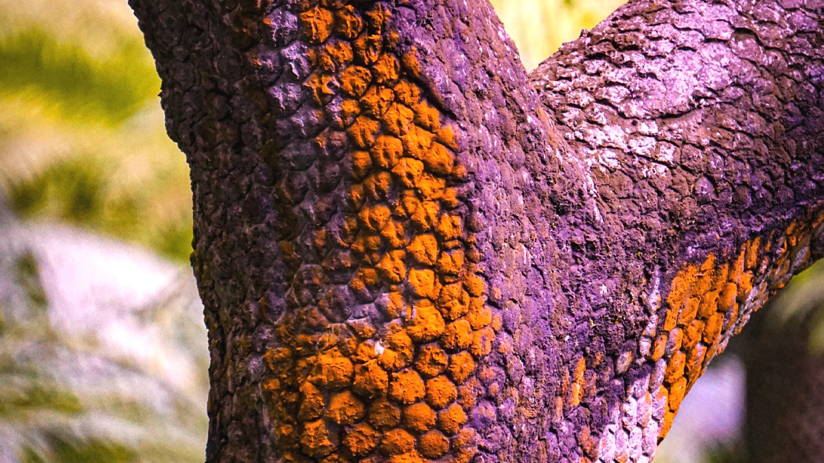 Un arbre préhistorique de l’ère des dinosaures donne ses premiers fruits étonnants