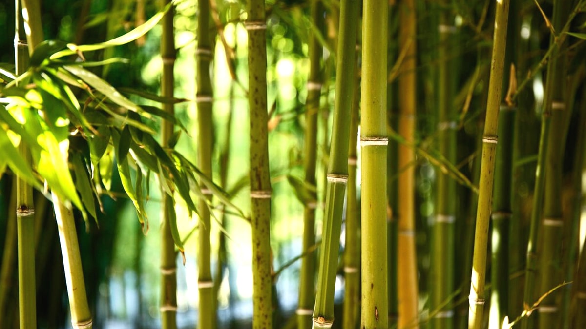 Planter une haie de bambous devient illégal dans 11 départements dès le 1er juin 2025