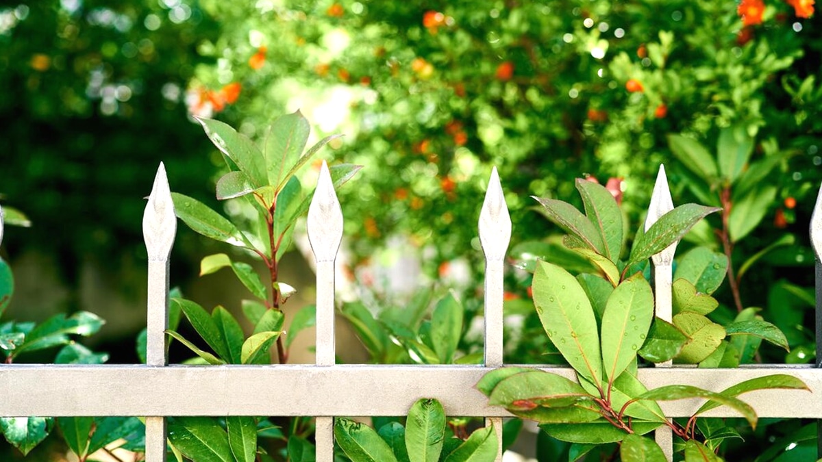 7 propriétaires sur 10 ne savent pas qu’un arbre fruitier peut rendre leur clôture “illégale” dans certains cas