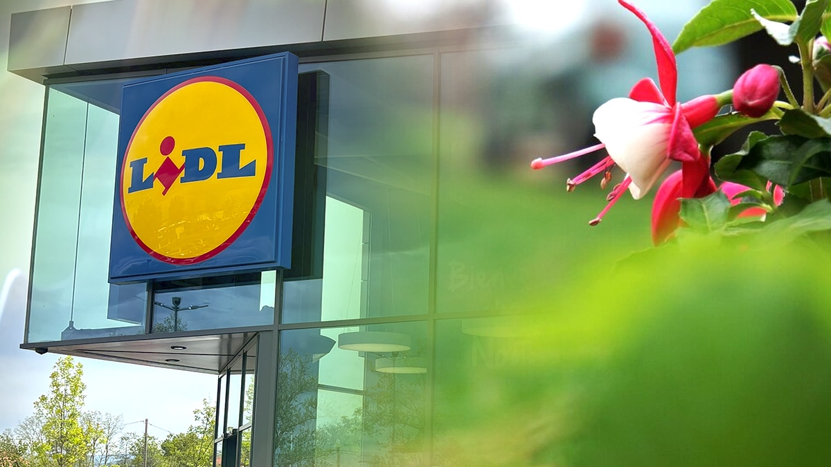 Ce composteur vendu chez Lidl est désormais considéré comme non conforme dans 17 communes dès le 23 juillet 2025