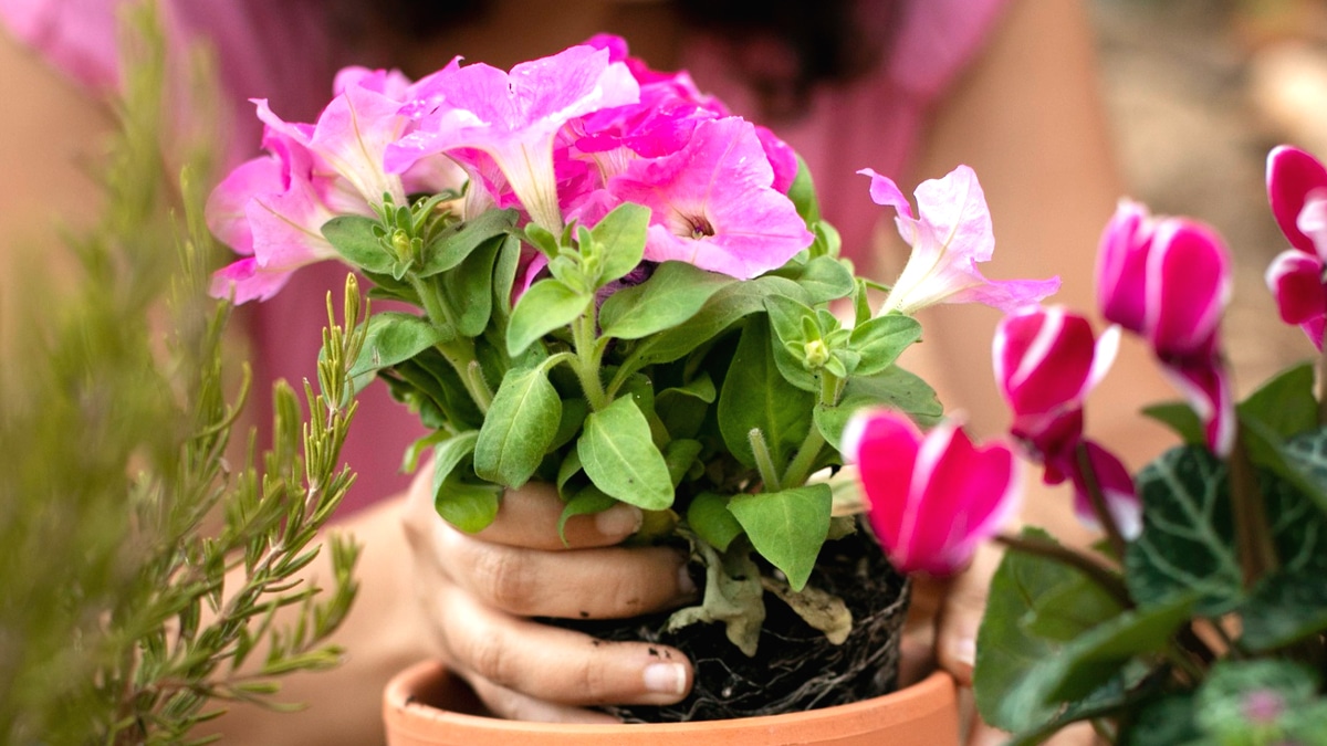 Planter cette fleur dans votre potager pourrait vous valoir une plainte pour mise en danger d’autrui