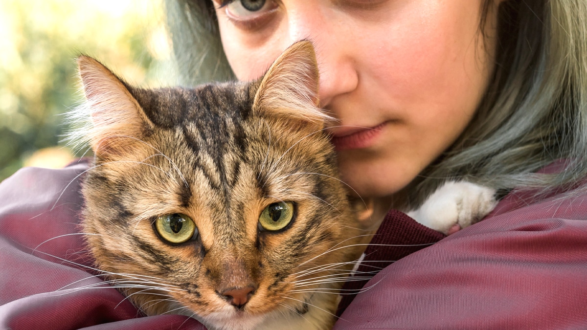 7 propriétaires de chats sur 10 ignorent qu’ils doivent désormais déclarer leur animal sur une plateforme nationale