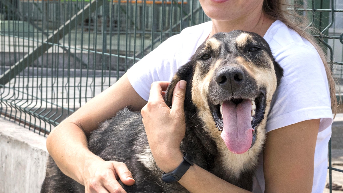 7 adoptions sur 10 faites entre particuliers ne respectent pas cette règle imposée depuis avril