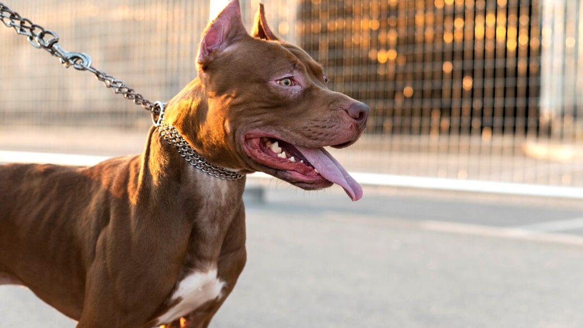 Cette race de chien pourrait être reclassée en catégorie dangereuse selon un rapport parlementaire