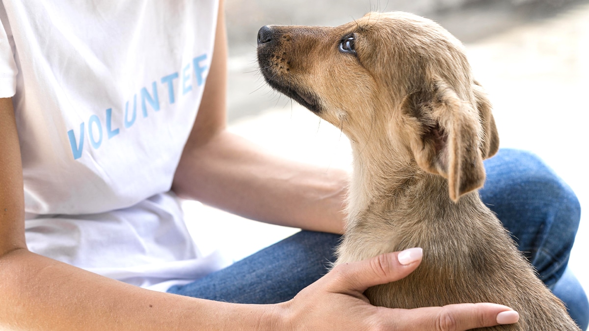 Ce refuge solidaire propose l’accueil temporaire d’animaux pendant hospitalisation d’un maître isolé
