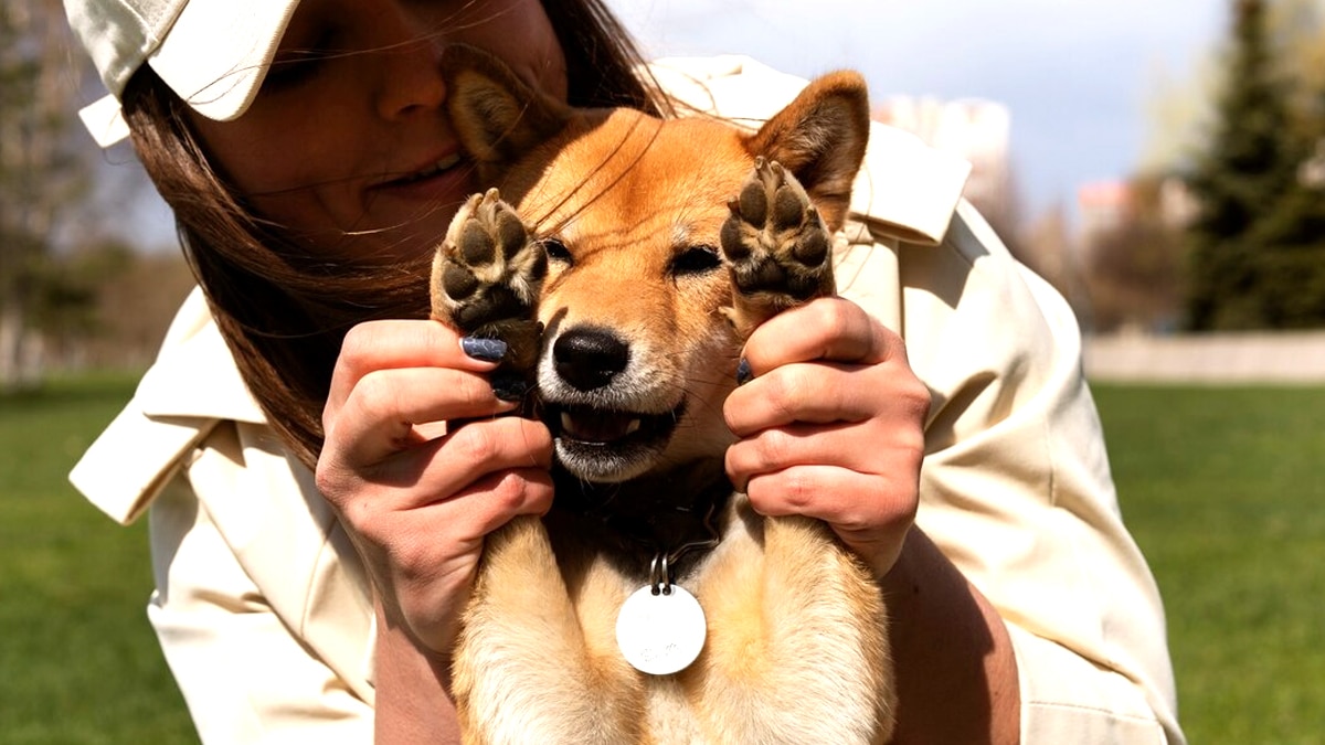 7 maîtres sur 10 ignorent qu’ils doivent faire enregistrer leur animal en mairie en cas de déménagement