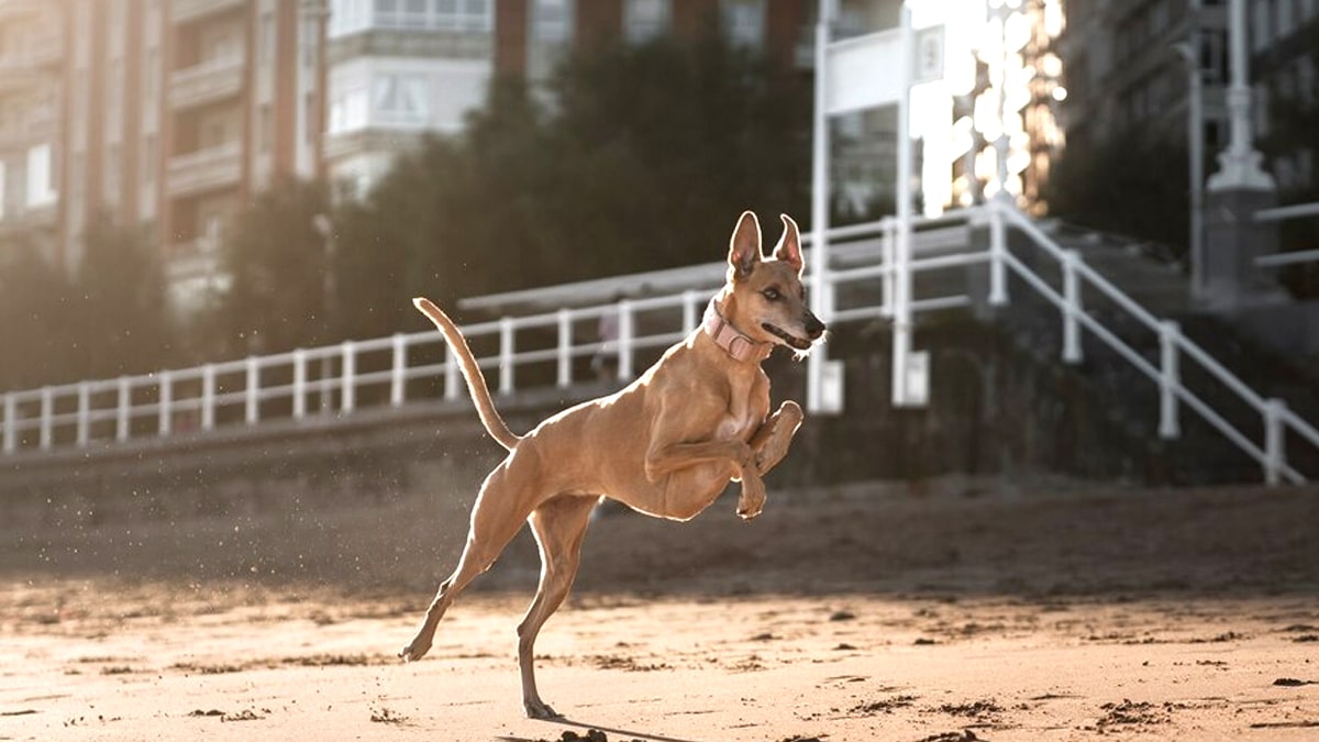 Cette race de chien interdite dans 4 pays est encore légale en France mais sous surveillance