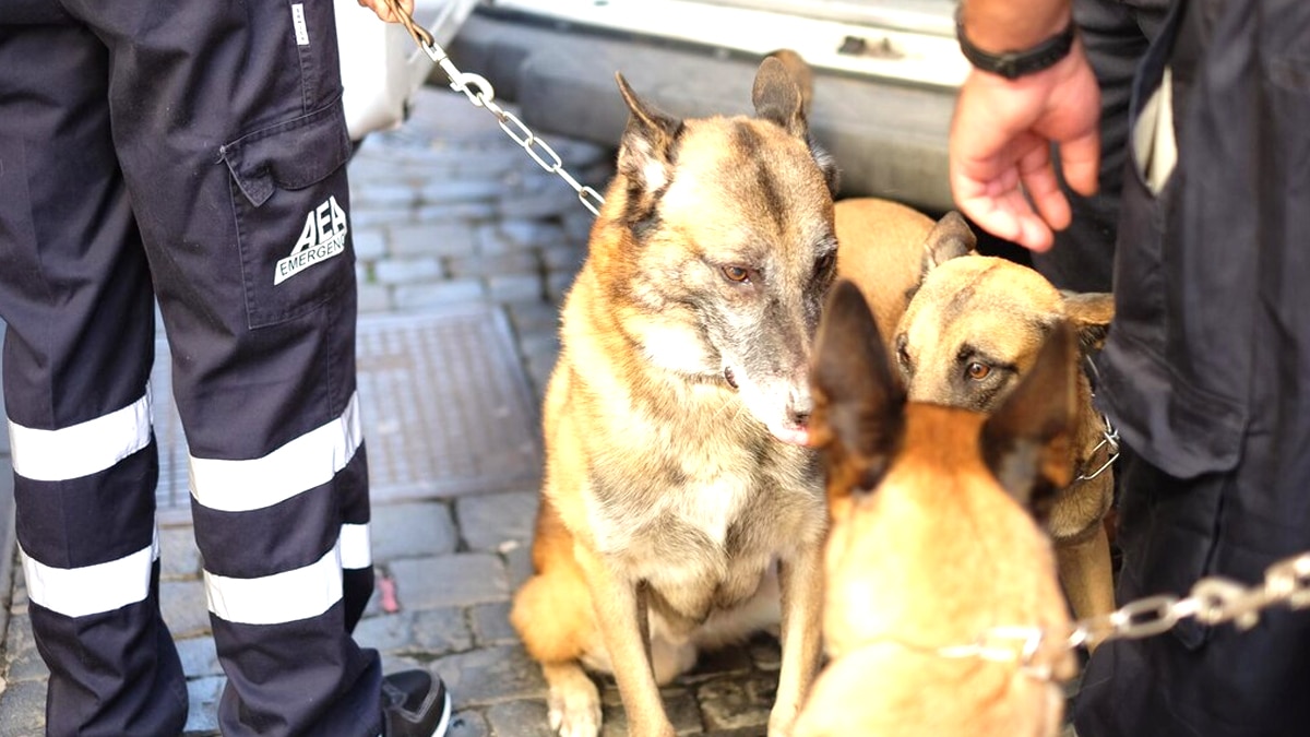 Ce dispositif de garde d’urgence d’animaux lancé par l’État sera généralisé à partir du 1er juillet