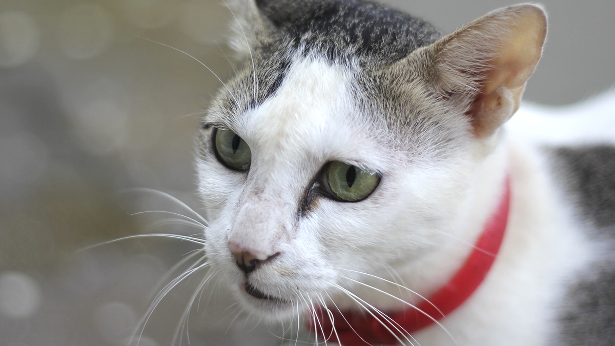 Ce chat de race volé a été retrouvé grâce à cette puce GPS connectée et un signalement anonyme