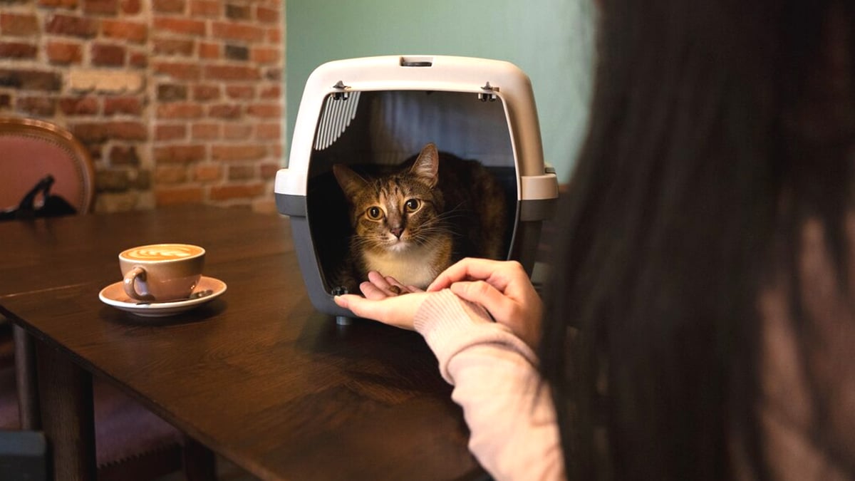 Cette plateforme solidaire propose une aide pour couvrir les frais de stérilisation des chats errants