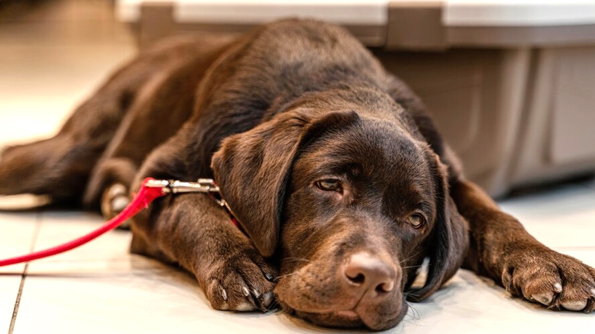 7 maîtres sur 10 ne vaccinent pas leur chien contre la leptospirose, pourtant mortelle et obligatoire