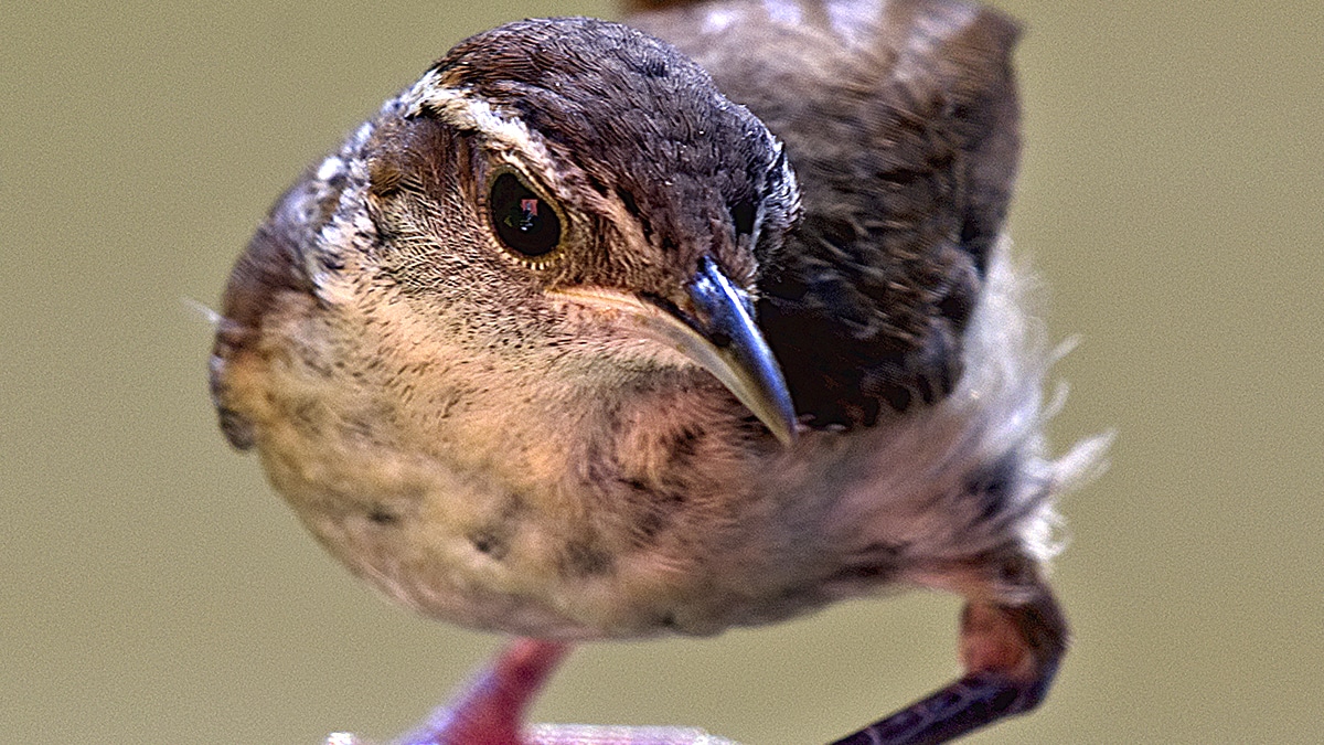 Cette espèce d’oiseau vendue comme animal domestique est reclassée en espèce protégée
