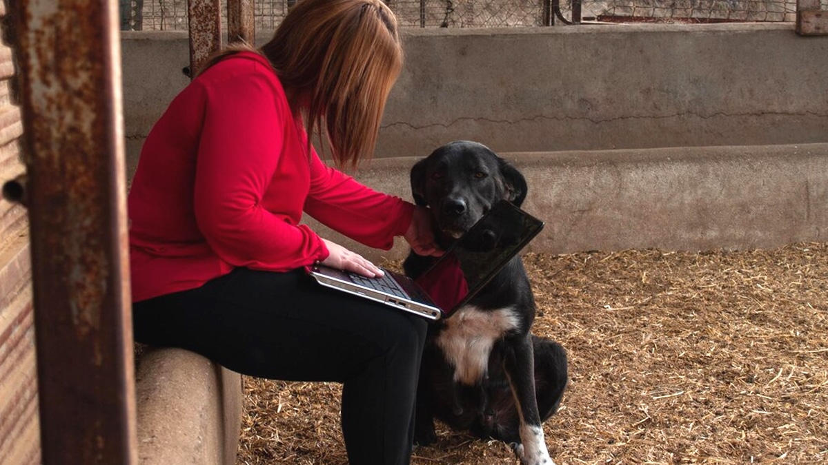 Dès le 3 juin 2025, les associations non déclarées perdent le droit de faire adopter légalement des animaux