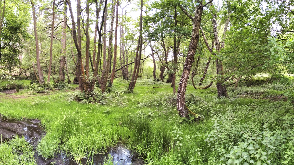 Ce terrain forestier communal cache une veine de gypse exploitée dès le 4 juin 2025