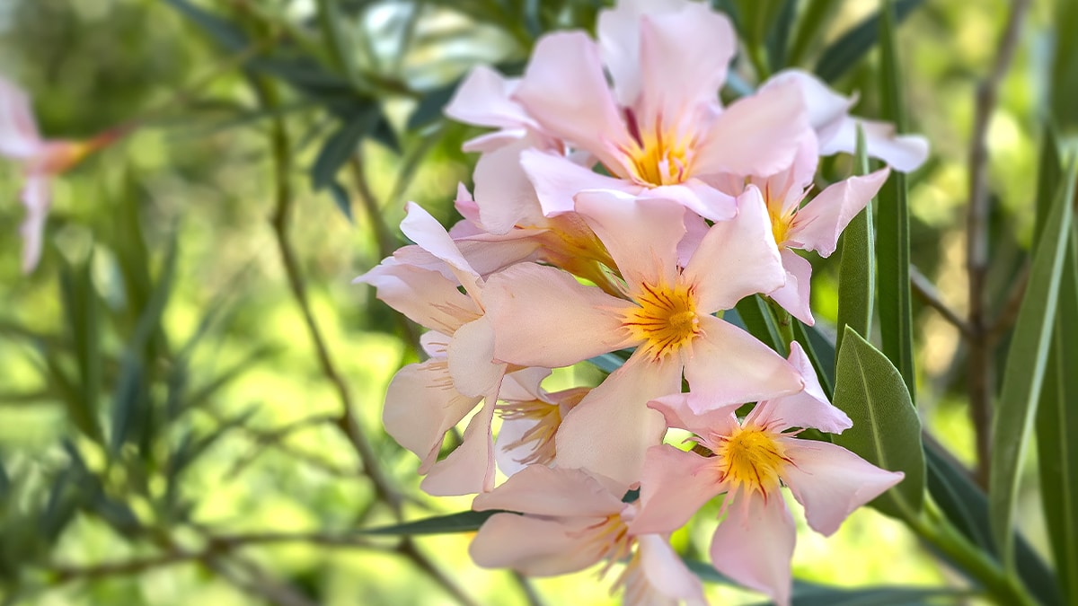 Cet engrais naturel très efficace, les jardiniers avisés l’ajoutent toujours au pied du laurier-rose pour obtenir chaque été une floraison spectaculaire et durable