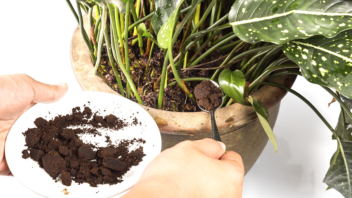 Gardez précieusement votre marc de café chaque matin : voici les plantes du jardin et du balcon qui l’adorent littéralement et vous le rendront bien