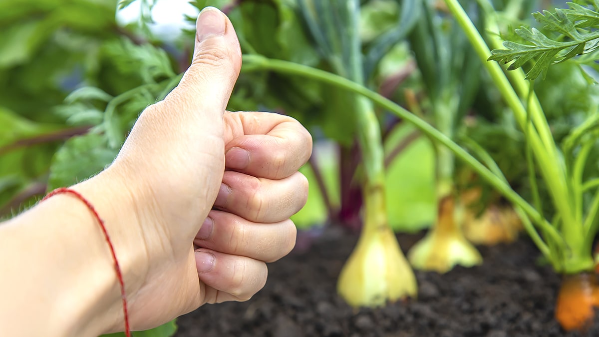 Ce geste crucial que tous les jardiniers experts font absolument au printemps pour réussir à sauver un romarin même lorsqu’il semble en très mauvais état et prêt à mourir