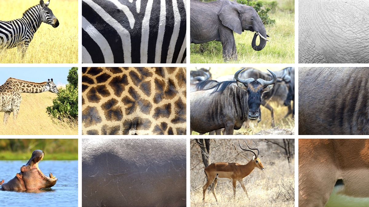 Des chercheurs alertent après avoir découvert un mécanisme inquiétant qui pourrait précipiter l’effondrement brutal de très nombreuses espèces animales dans le monde