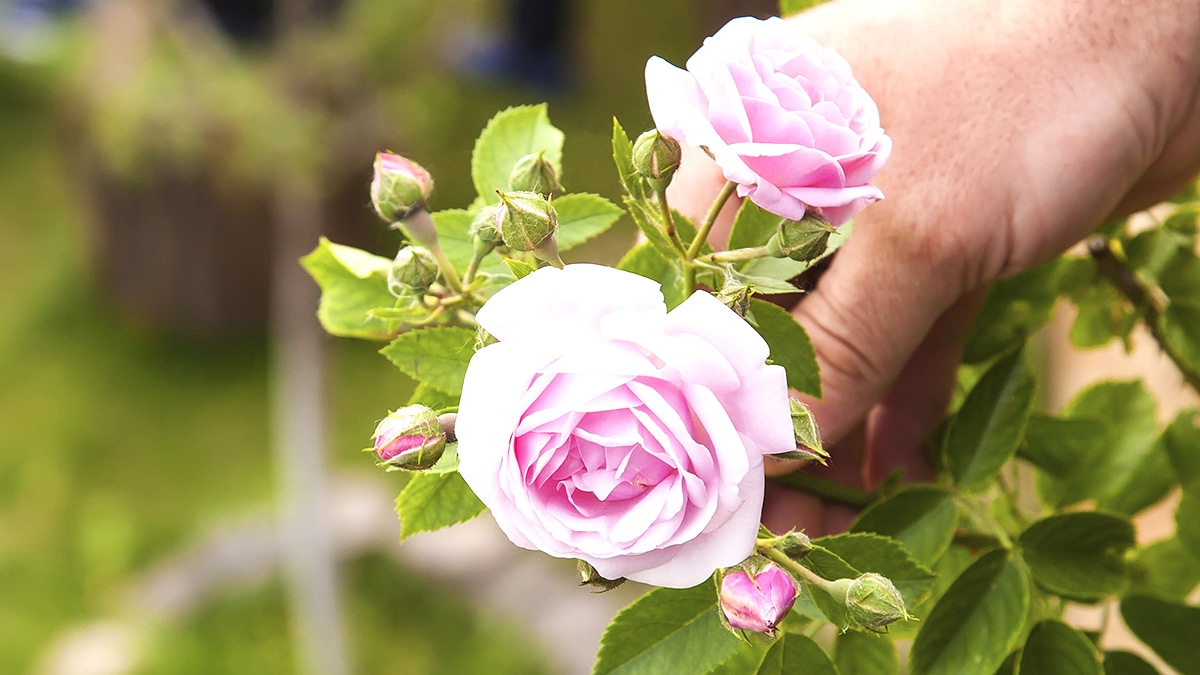 En mai, ce simple fruit à déposer au pied de vos rosiers provoque une floraison spectaculaire pendant tout l’été sans aucun produit chimique ni entretien compliqué