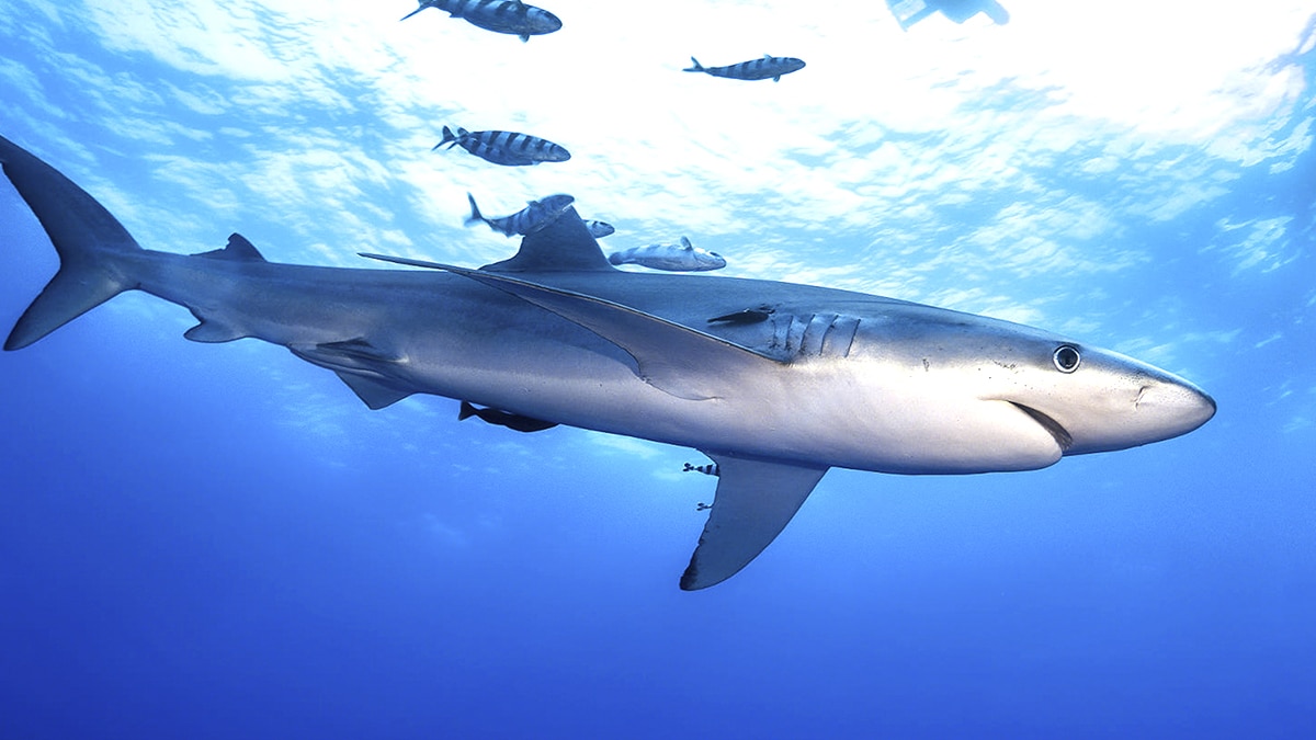 Un requin vieux de 400 ans intrigue les chercheurs : la nature détiendrait-elle le véritable secret de la longévité extrême et du vieillissement ultra-lent ?