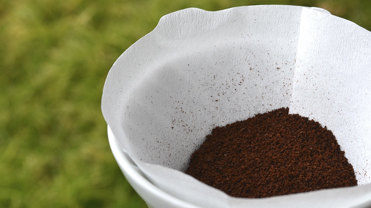 Gardez toujours votre marc de café après chaque tasse : voici toutes les plantes du jardin qui l’adorent littéralement et qui poussent mieux grâce à lui
