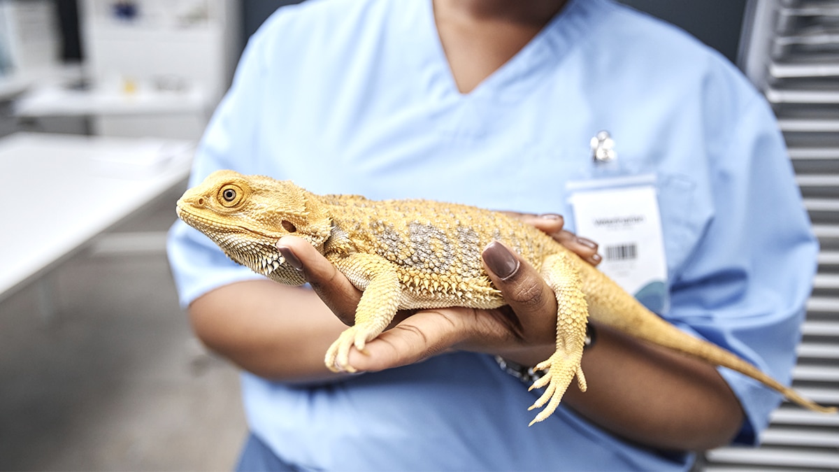 Ce mini-dragon existe réellement dans la nature : pourtant il est si difficile à observer que même les scientifiques peinent à le repérer dans son habitat sauvage