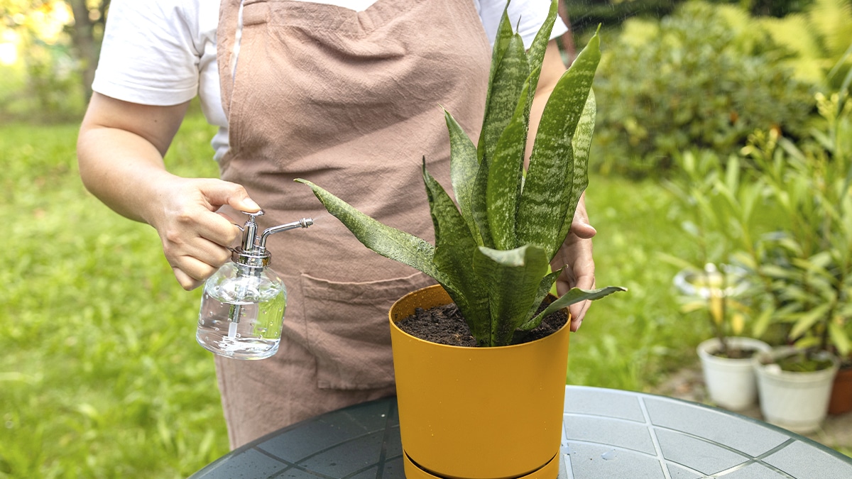 Fini les plantes assoiffées en été : cette astuce ingénieuse et ultra simple permet à vos plantes d’intérieur comme d’extérieur de survivre aux oublis d’arrosage sans souci