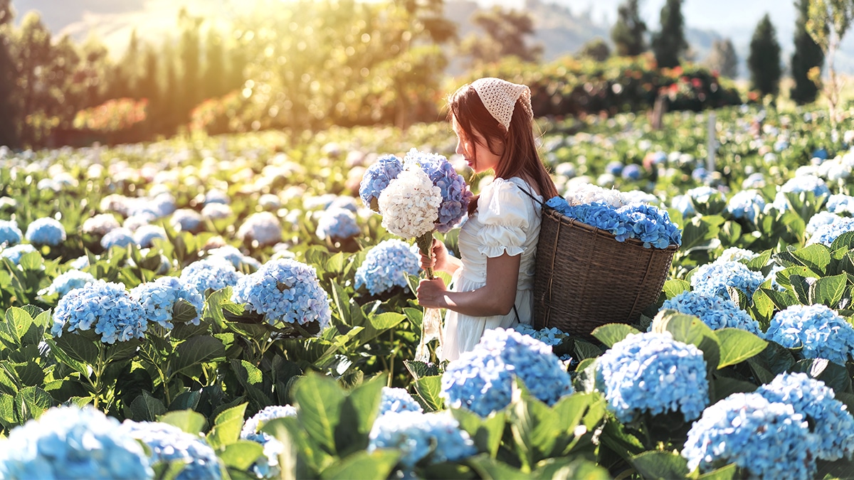 C’est peut-être la fin des hortensias dans nos jardins : les jardiniers déconseillent désormais fermement d’en planter, et voici exactement pourquoi ce choix divise