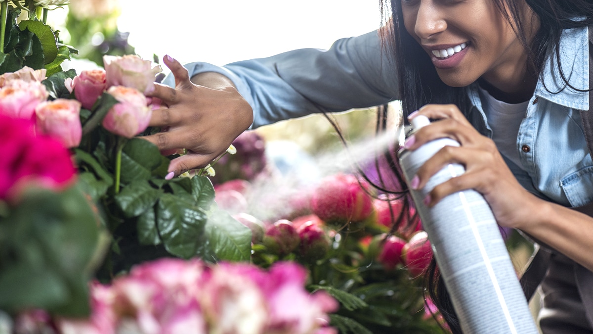3 pulvérisations avec cette recette ultra simple et naturelle suffisent à préserver vos rosiers de toutes les maladies pendant toute la saison sans produits chimiques