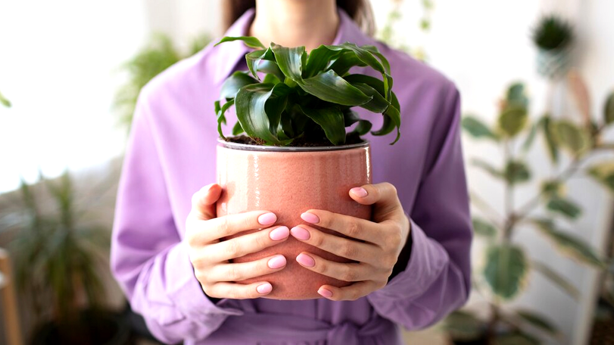 Lorsque j’ai su que ces plantes purifiaient l’air, j’ai agi »: 7 variétés essentielles à avoir chez soi