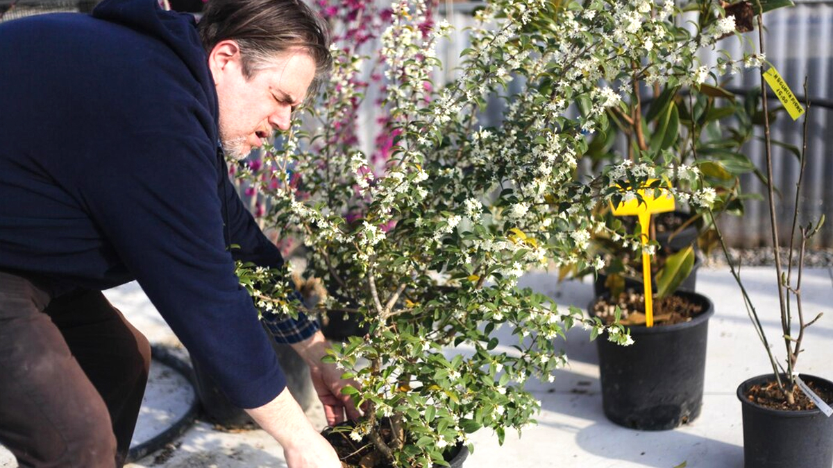 8 jardiniers sur 10 plantent cet arbuste au mauvais endroit et réduisent sa durée de vie de moitié