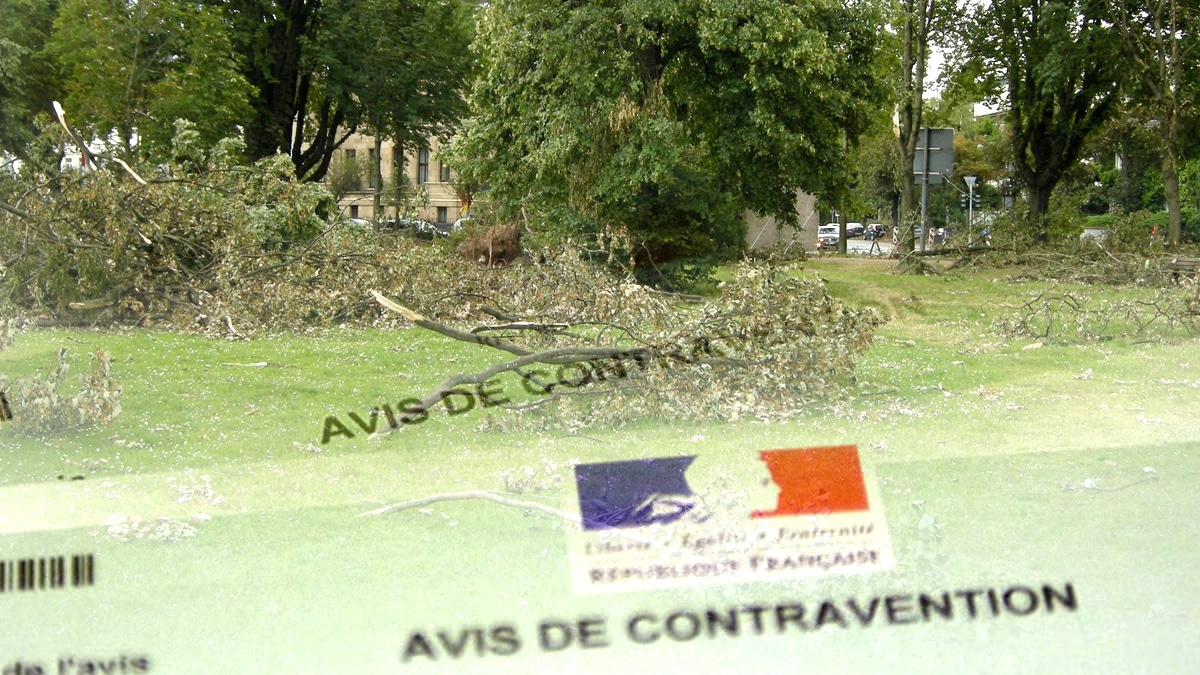 “Je n’ai pas su que mon jardin était classé” regrette ce propriétaire après avoir reçu une amende pour avoir arraché des végétaux protégés
