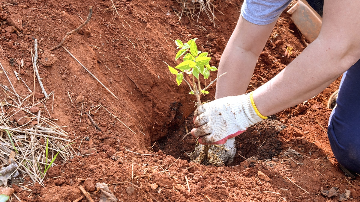 “Il disait toujours que le jardin cachait une surprise” : en creusant pour planter un arbre, la petite-fille découvre une boîte métallique remplie de vieilles devises oubliées depuis des décennies